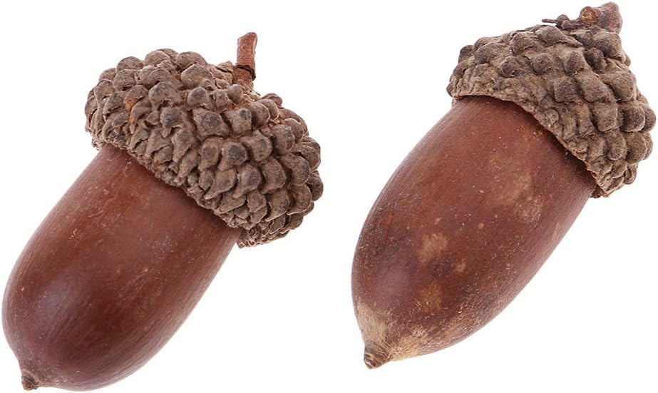 Milageto 20 Pcs Natural Dried Acorns Christmas Decor